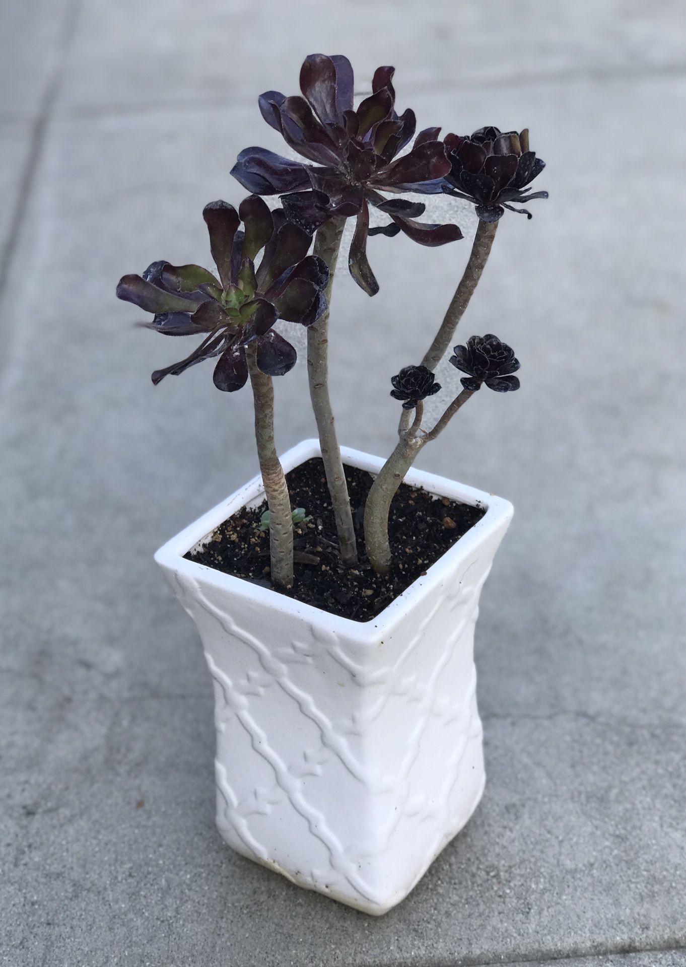 $8 Black rose succulent