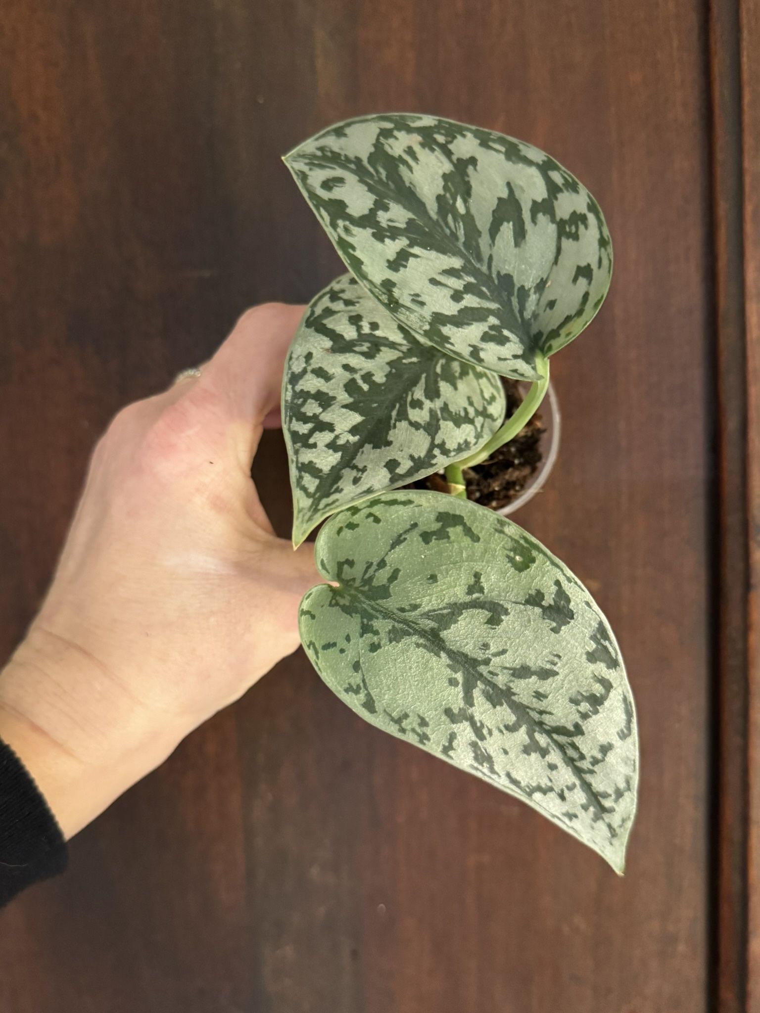 Silver Lady Scindapsus