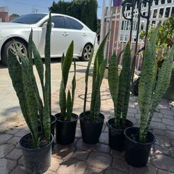 Green Snake Plant 10$ Each
