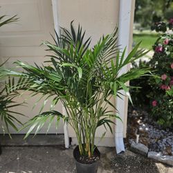 Cat Palm 