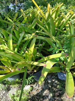 Bromeliad plants huge sale now $15