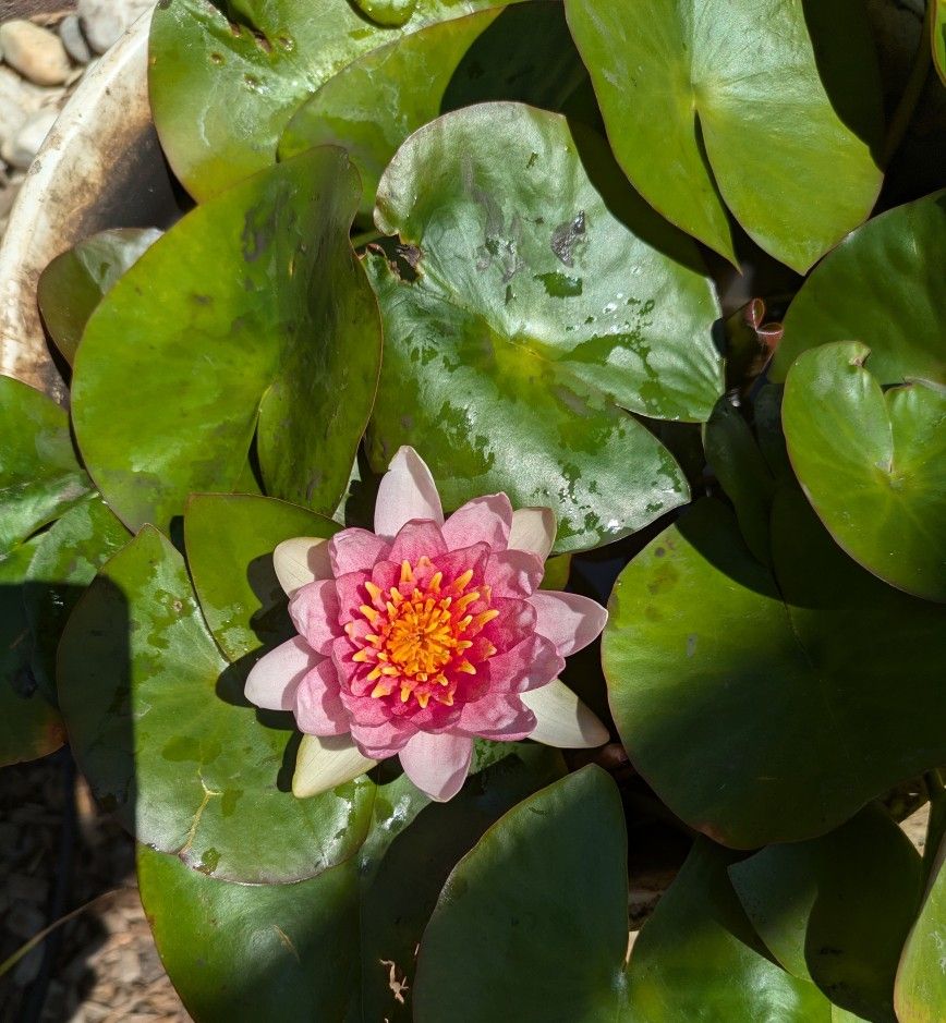 Water Lily Plants
