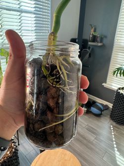 Monstera Deliciosa Plant