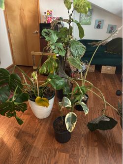 All for $80