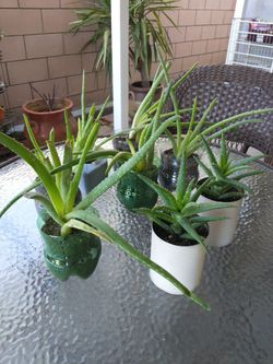 Plants