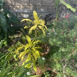 Dracaena 4 Feet