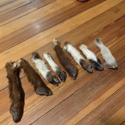 Taxidermy Mummified Goat Legs!! $15 Each Obo!! 