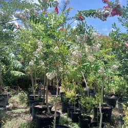 White Crape Myrtle Tree🌳$200🤍