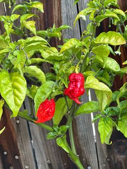 Fruiting Insanely Hot Carolina Reaper Spicy 🌶️ Peppers Chili Pepper Veggie Vegetable Garden Live Plants