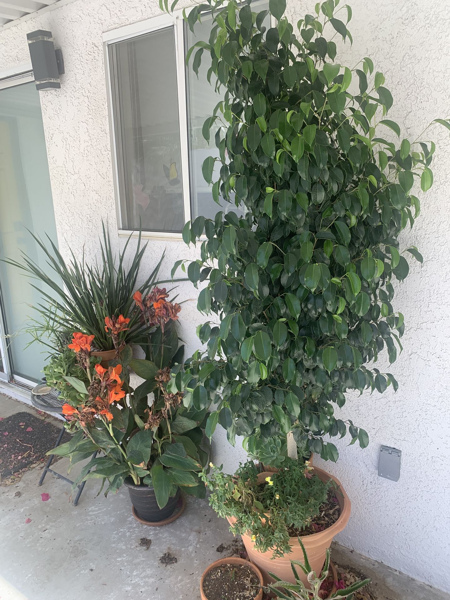 Dozens Of Plants (5 For $20) (large Ficus $20 Each)