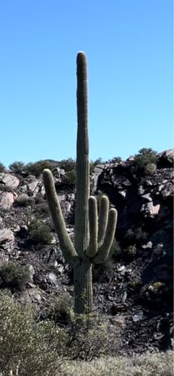 Large saguaro cactus