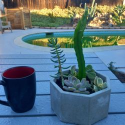 Succulent
