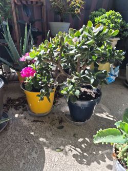 Free jade plant