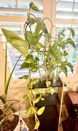 Golden Pothos