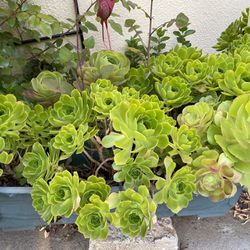 Succulent Plant Nice And Full $45 Firm In 2 Foot Wide Pot