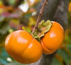Fuyu  &  Hachiya   Persimmon   Trees