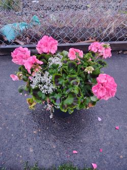flowers