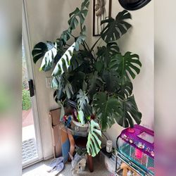 Real Monstera Plant 
