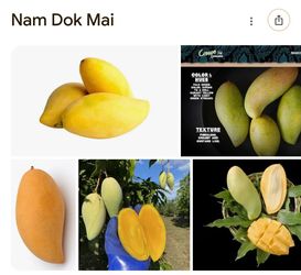 Mature Nam doc mai mango trees