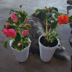plantas $3 cada una 