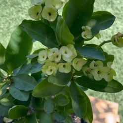 Corona De Cristo Euphorbia Millie Yellow 