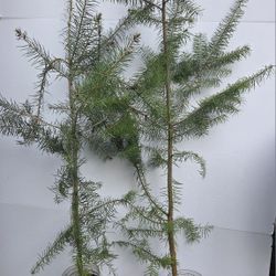 Spruce tree 5-6 f 4y old