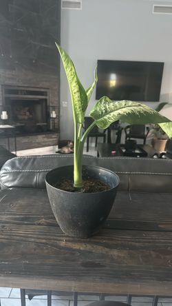 Dumb cane plant