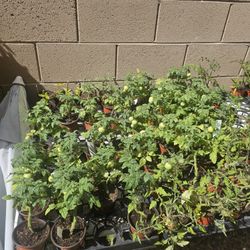 Tomatoes 🍅 and pepper 🌶  Starter plants