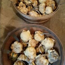 Gourds, Dried