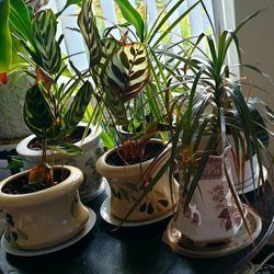 Calathea Plants with Ceramic pots total 6 plants and Round Wood Table