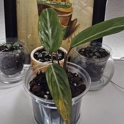 Free with any Other Plant purchase