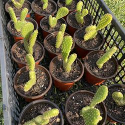 Mini Bunny Ear Cacti / Cactus de Orejita de Conejo🌵🐰 (15ct)