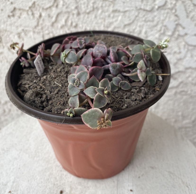 6 Inch Pot Succulent Plant - Rare Crassula Pellucida - Calico Kitten Plant - Rooted & Established - Drought Resistant 🪴