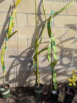 Dragon Fruit- Kathie Van Arum Variety
