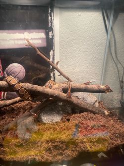 snake enclosure (READ DESCRIPTION)