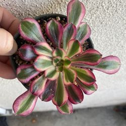 Korean Imported Succulent Plant, In 4 Inch Pot Pick Up Only
