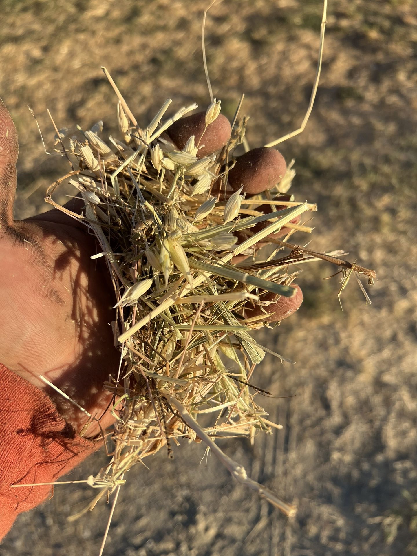 Hay For Sale