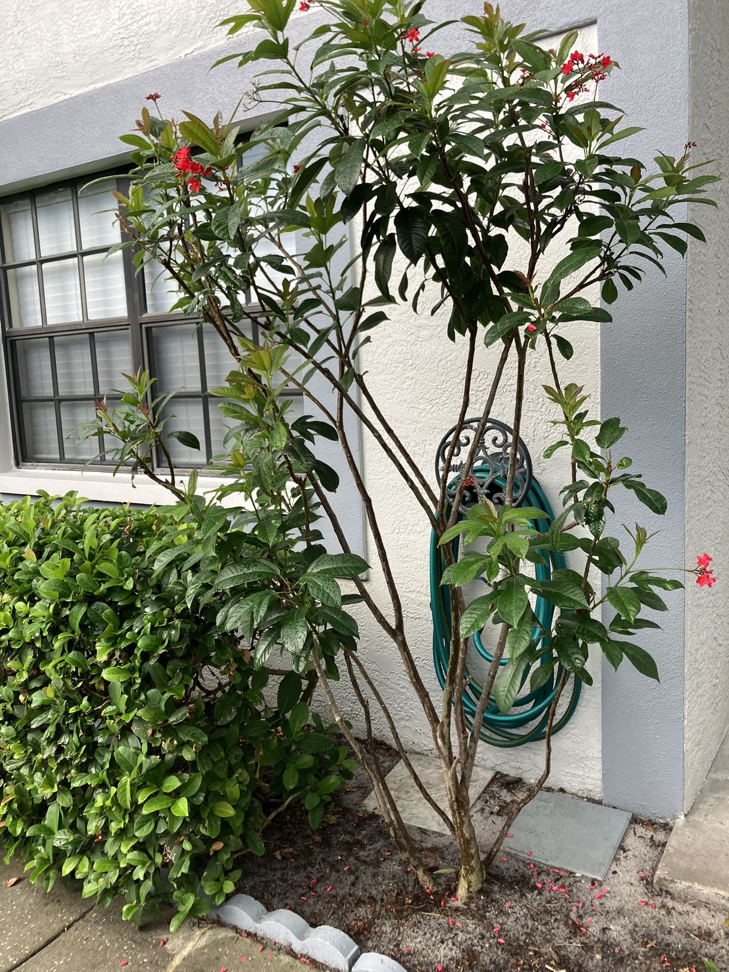 Jatropha Multistem Bush