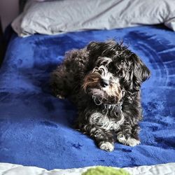 Queen size Dream Cloud Bed With a adjustable Frame