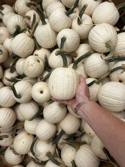 White pumpkins