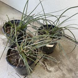3 Yucca Plants 
