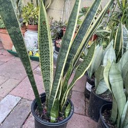 5  Pots Snake Plants 