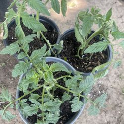 Tomato Plant For Garden One $5