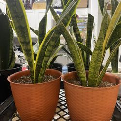 Healthy Snake Plants 20$ Each- Southwest Area