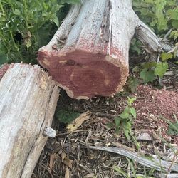 Cedar Logs 