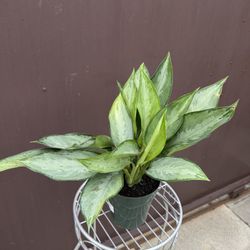 Aglaonema Silverado In 6” Pot 