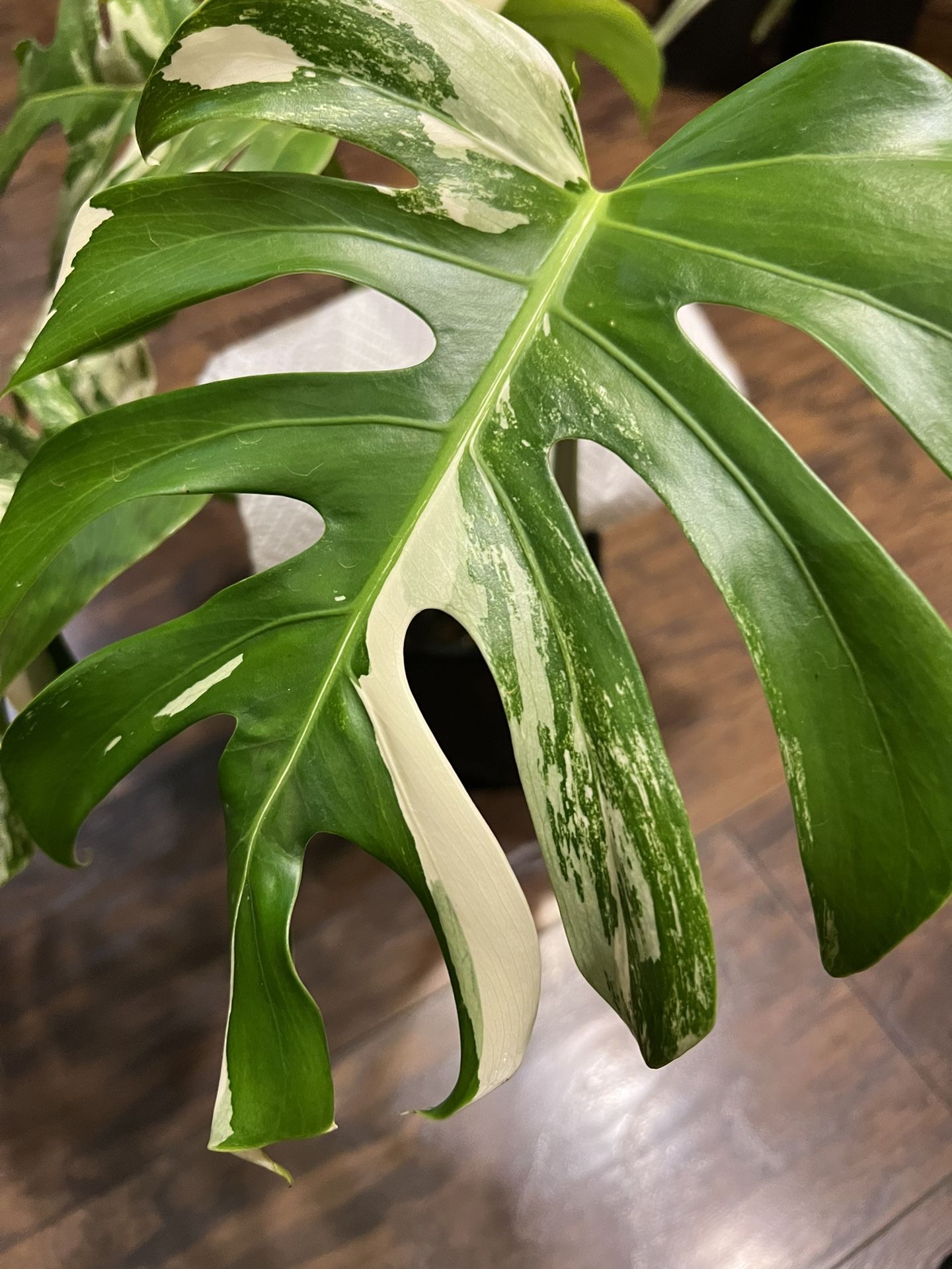 Monstera Albo Cutting Two Leaf Plant (Reduced)
