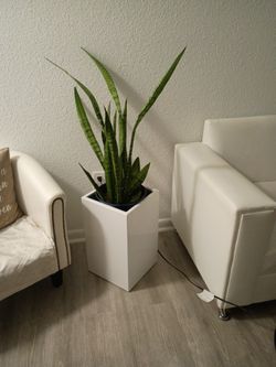 Beautiful Tree With Vase 