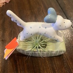 Live Air Plant with the ceramic pot 🪴