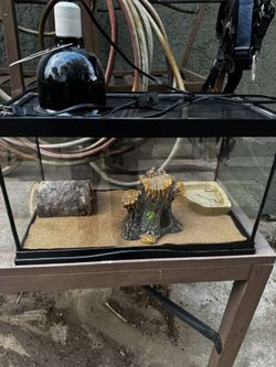 Leopard Gecko + Set Up